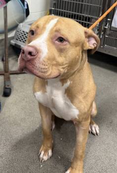 Rescue Terrier Dogs for Adoption - CARLOS | PetCurious