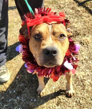 Pit Bull Terrier Dogs Available for Adoption - Cedric **Courtesy Post. Out Of Town Pet. See Below For Details** | PetCurious