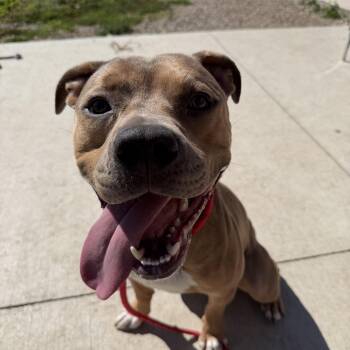 Clyde -  Pit Bull Terrier Dog for Adoption in Spencer, Iowa - Clyde | PetCurious