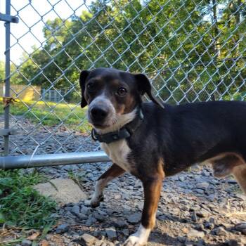 (found) Briar -  Beagle and Mixed Breed Dog for Adoption in Cabot, Arkansas - (found) Briar | PetCurious