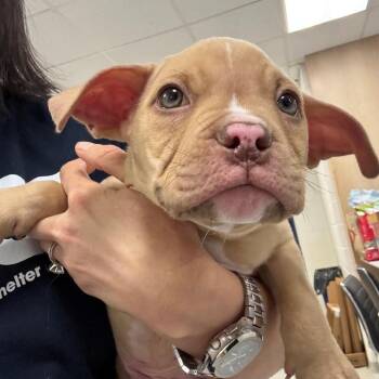 Toast -  Mixed Breed Dog for Adoption in Hampton Bays, New York - Toast | PetCurious