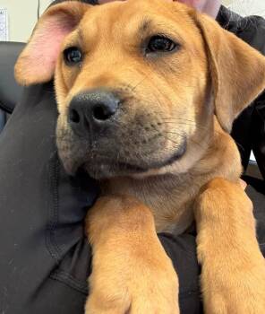 Sam -  Black Mouth Cur Dog for Adoption in Little Elm, Texas - Sam | PetCurious