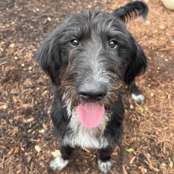 Australian Shepherd and Standard Poodle Dogs Available for Adoption in Kyle, Texas - ALANI | PetCurious