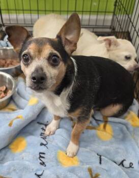 Chihuahua Dogs Available for Adoption in Cleveland, Tennessee - Bear | PetCurious