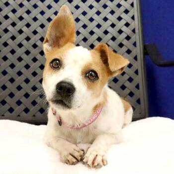Rosette -  Terrier Dog for Adoption in Fort Davis, Texas - Rosette | PetCurious