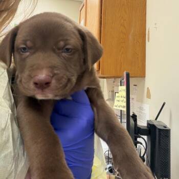 Firework -  Mixed Breed Dog for Adoption in Pekin, Illinois - Firework | PetCurious