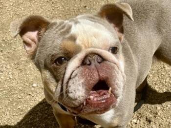 Mixed Breed Dogs Available for Adoption in Georgetown, Texas - Tilly | PetCurious