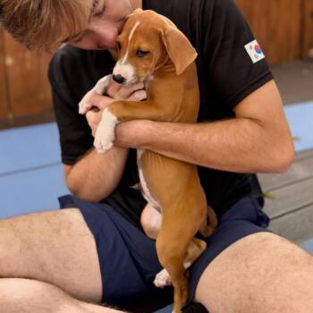 Juniper -  Labrador Retriever Dog for Adoption in Escondido, California - Juniper | PetCurious
