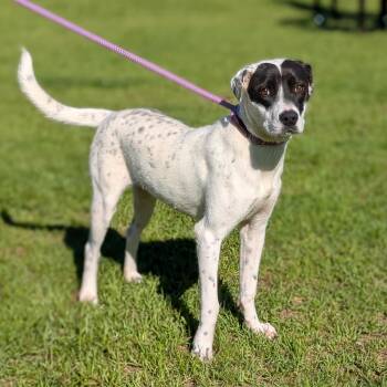 KATE -  Mixed Breed Dog for Adoption in Cranston, Rhode Island - KATE | PetCurious
