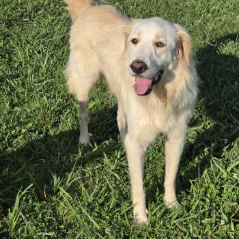 Charlie -  Golden Retriever Dog for Adoption in Dandridge, Tennessee - Charlie | PetCurious