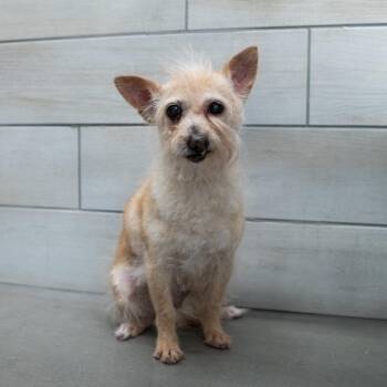 Terrier Dogs Available for Adoption in West Jordan, Utah - Rachel | PetCurious