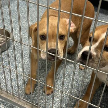 Babe Ruth -  Mixed Breed Dog for Adoption in Greensboro, North Carolina - Babe Ruth | PetCurious