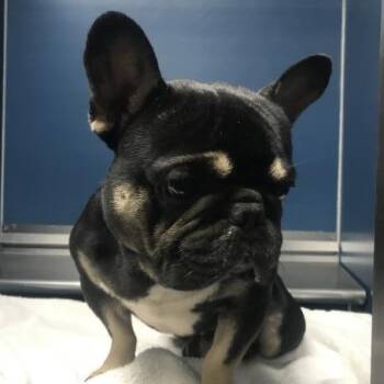 Max (sweet, calm, and friendly boy) -  French Bulldog Dog for Adoption in Grand Rapids, Michigan - Max (sweet, Calm, And Friendly Boy) | PetCurious