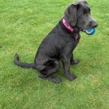 Bella Grey -  Retriever Dog for Adoption in Huntsville, Alabama - Bella Grey | PetCurious