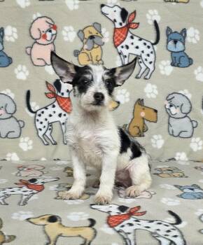 Miniature Schnauzer Dogs Available for Adoption in Dallas, Georgia - Jake | PetCurious