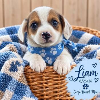 Liam -  Corgi and Basset Hound Dog for Adoption in Fort Worth, Texas - Liam | PetCurious