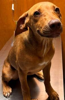 MACEY -  Retriever and Hound Dog for Adoption in Sandusky, Ohio - MACEY | PetCurious