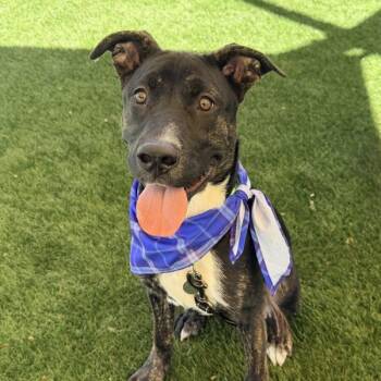 Sage -  American Staffordshire Terrier Dog for Adoption in Walnut Creek, California - Sage | PetCurious
