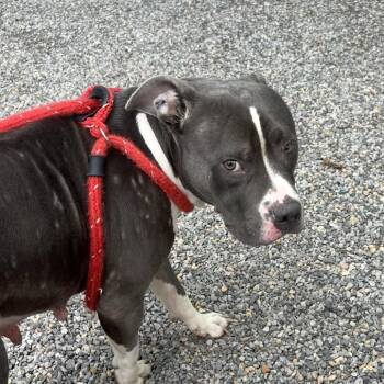 Bailey -  Pit Bull Terrier Dog for Adoption in York, Pennsylvania - Bailey | PetCurious