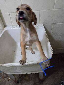 Liberty -  Labrador Retriever Dog for Adoption in Irwin, Pennsylvania - Liberty | PetCurious