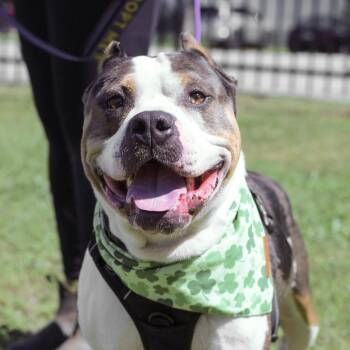 American Bully Dogs Available for Adoption - Moose | PetCurious