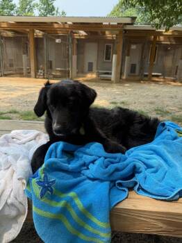 Nala -  Collie and Mixed Breed Dog for Adoption in Hampton, Virginia - Nala | PetCurious