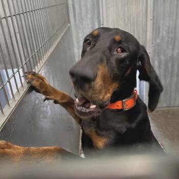 Black And Tan Coonhound Dogs Available for Adoption in Hannibal, Missouri - Poncho | PetCurious