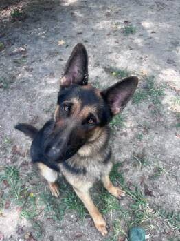 Huxley -  German Shepherd Dog Dog for Adoption in Sorrento, Louisiana - Huxley | PetCurious