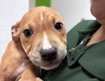 Reggie -  Mixed Breed Dog for Adoption in Hobart, Indiana - Reggie | PetCurious