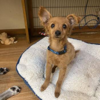 Mixed Breed Dogs Available for Adoption in Grand Junction, Colorado - Pip Squeak | PetCurious