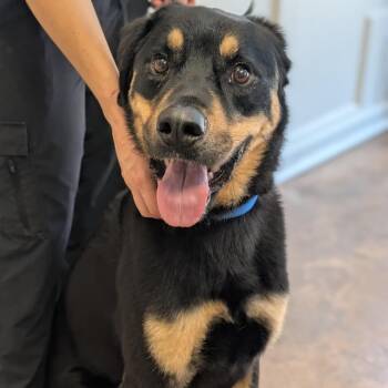 Kane -  Rottweiler and Shepherd Dog for Adoption in Riverwoods, Illinois - Kane | PetCurious