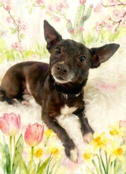 Chihuahua Dogs Available for Adoption in Tehachapi, California - Blossom | PetCurious