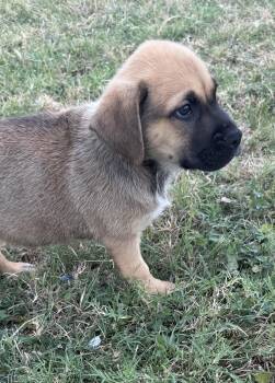 Max -  Australian Shepherd and German Shepherd Dog Dog for Adoption in Forney, Texas - Max | PetCurious