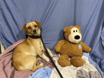 Chihuahua Dogs Available for Adoption in Modesto, California - RHONDA | PetCurious