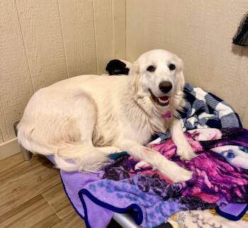 Great Pyrenees and Golden Retriever Dogs Available for Adoption - Mia  | PetCurious
