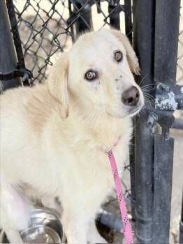 LORIKEET -  Great Pyrenees and Mixed Breed Dog for Adoption in Tulsa, Oklahoma - LORIKEET | PetCurious