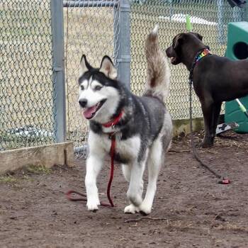 Husky Dogs Available for Adoption - Jinx | PetCurious
