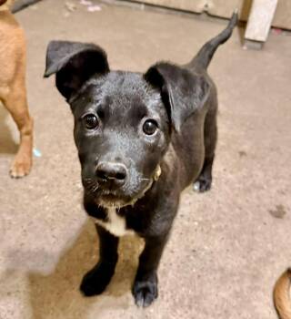 Border Collie Dogs Available for Adoption - Debbie | PetCurious