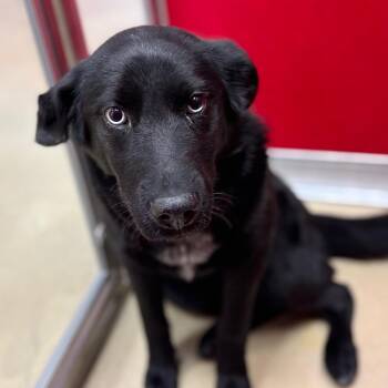 Mixed Breed Dogs Available for Adoption in Park City, Utah - Juicy | PetCurious