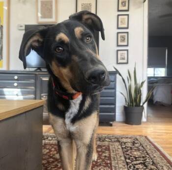 German Shepherd Dog and Mixed Breed Dogs Available for Adoption in Albuquerque, New Mexico - KEVIN | PetCurious