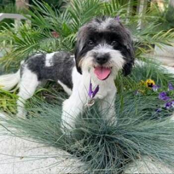 PIPPI -  Shih Tzu Dog for Adoption in Santa Monica, California - PIPPI | PetCurious