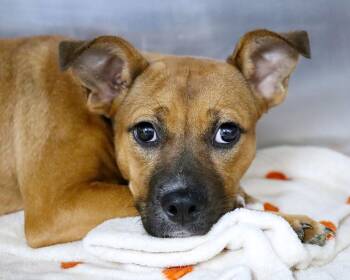 Minnie (AO37220) -  Terrier Dog for Adoption in Kansas City, Kansas - Minnie (AO37220) | PetCurious