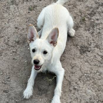 Lizzie -  Terrier Dog for Adoption in Mcallen, Texas - Lizzie | PetCurious