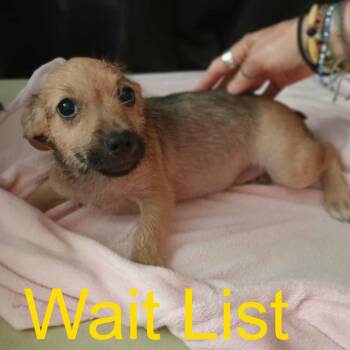 River -  Wirehaired Terrier Dog for Adoption in Livingston, Texas - River | PetCurious
