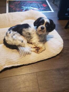 Abby -  Chinese Crested Dog Dog for Adoption in Louisville, Kentucky - Abby | PetCurious
