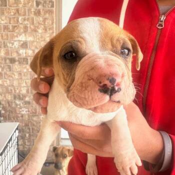 Rufus -  Shar Pei and Mixed Breed Dog for Adoption in Midland, Texas - Rufus | PetCurious