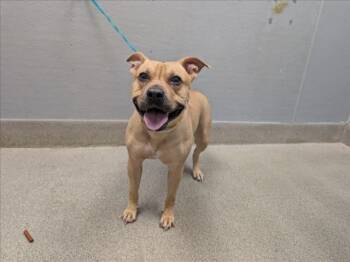JOANNA -  Pit Bull Terrier and Mixed Breed Dog for Adoption in Las Vegas, Nevada - JOANNA | PetCurious