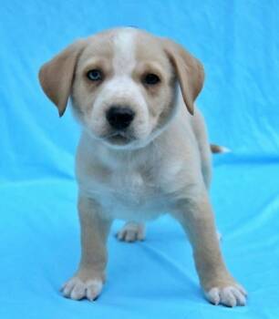 Rescue Australian Shepherd and Golden Retriever Dogs for Adoption in Morton Grove, Illinois - Haden | PetCurious