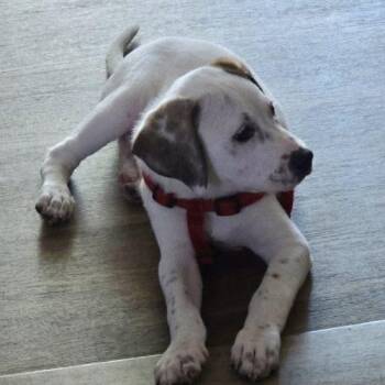Mario -  Hound and Labrador Retriever Dog for Adoption in Sanford, North Carolina - Mario | PetCurious
