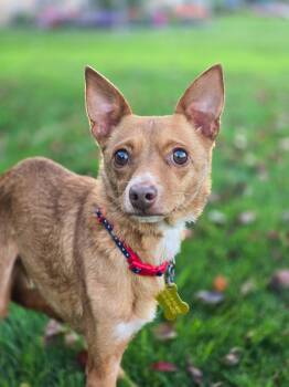 Hollis -  Chihuahua Dog for Adoption in Salt Lake City, Utah - Hollis | PetCurious